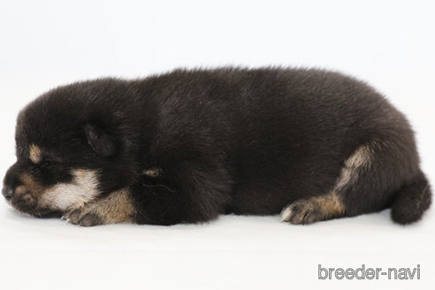 成約済の神奈川県の柴犬-325972の2枚目